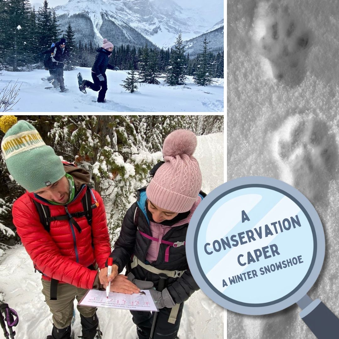 A Conservation Caper Winter Snowshoe